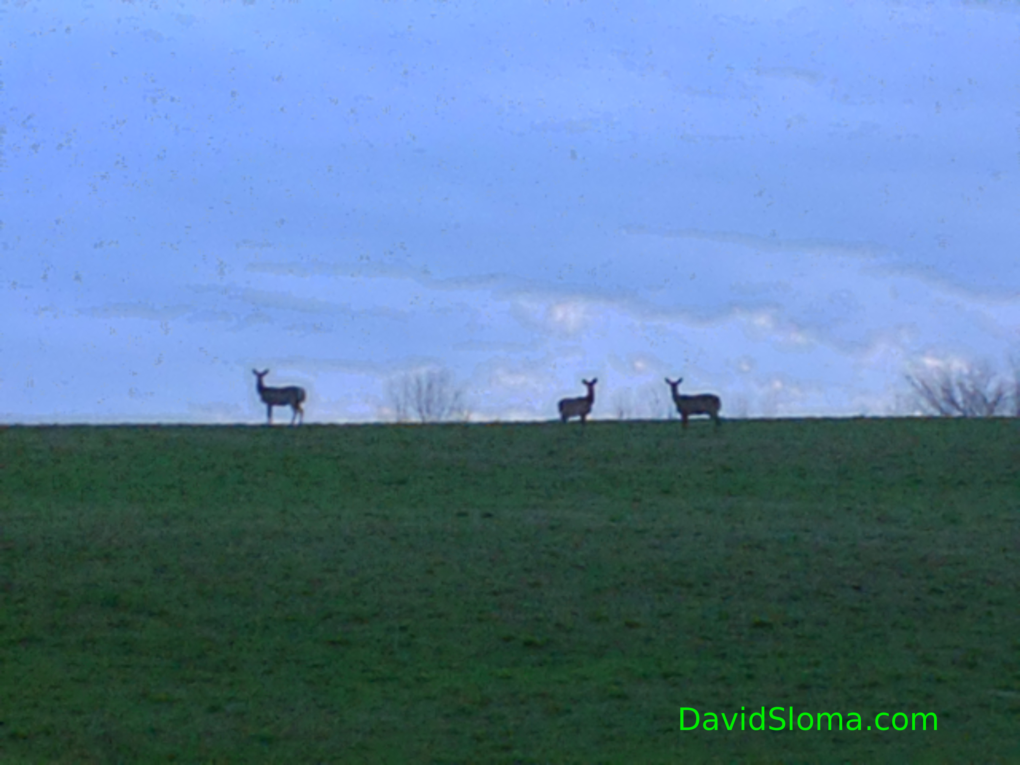 Three Deer on the Hill